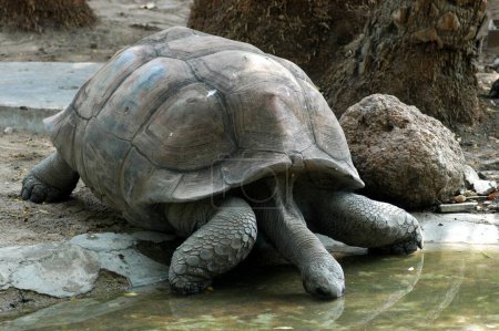 Foto de Tortuga gigante que estira el cuello largo - Imagen libre de derechos