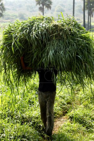 Photo for Male worker in the fields - Royalty Free Image