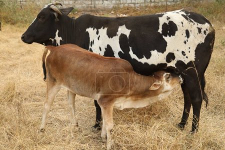 Téléchargez les photos : Vache nourricière Veau Maison rurale - en image libre de droit