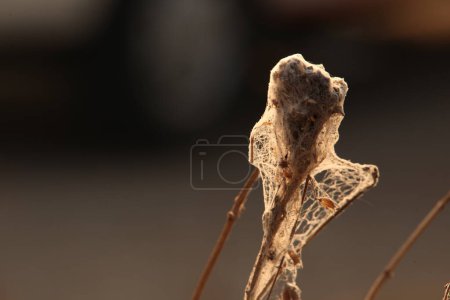 Photo for Scary Spider web on leaf - Royalty Free Image