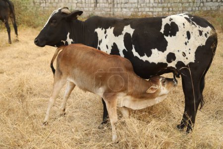Cow and calf At Rural Home India