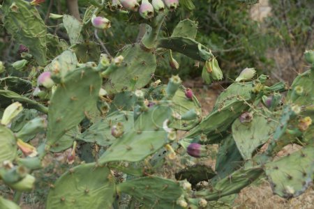 Indian Ayurveda Medicated Plant