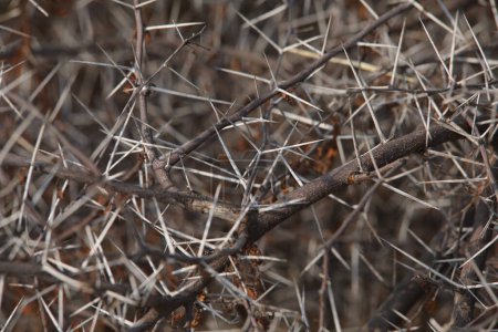 Macro succulent thorns closeup