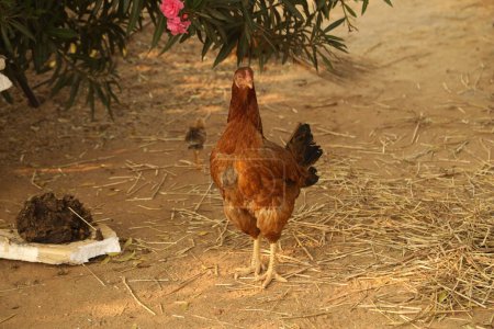 Hen at rural House India