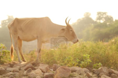 Cow at rural area India