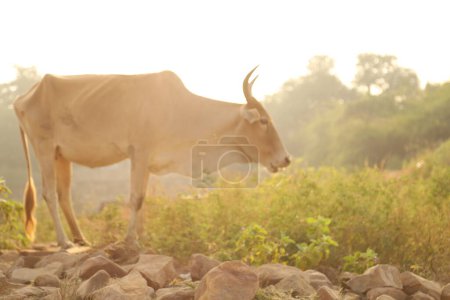 Cow at rural area India