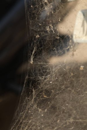 Scary Spider web Macro shot