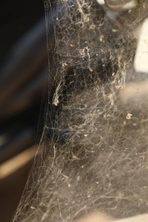 Photo for Scary Spider web Macro shot - Royalty Free Image
