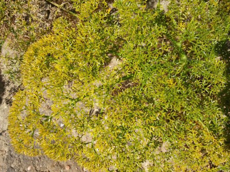 Green Moss plant on the Stone