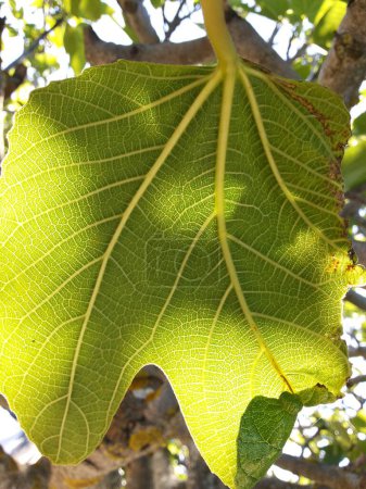 Indian Medicated Plant Leaf macro shot