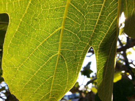 Indian Medicated Plant Leaf macro shot