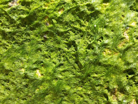 Green Moss on the Stone in a beach India
