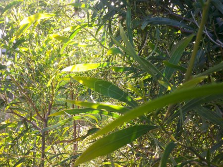 Indian Ayurveda Medicated Plant leaves