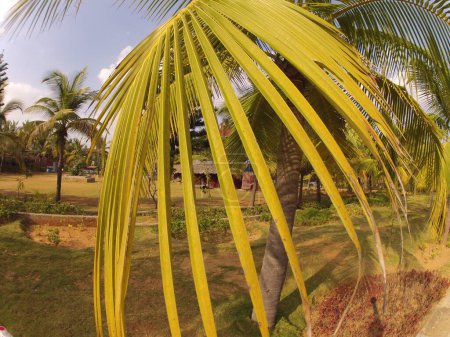 Árbol de coco en los campos Kerala India
