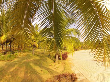 Kokosnussbaum auf Feldern Kerala Indien