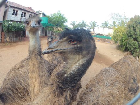 Emu pájaro en el foarm la India