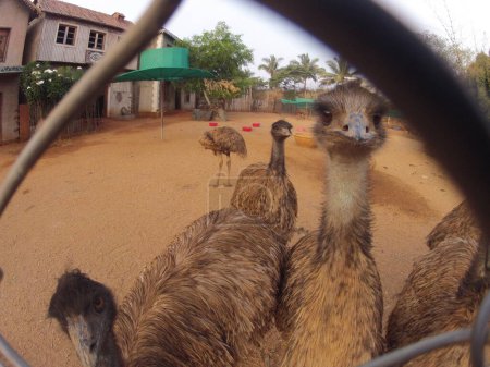 Emu Bird dans l'Inde tiède