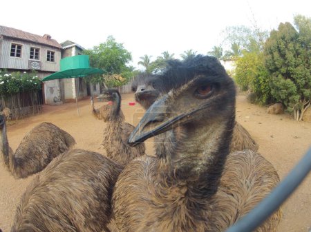 Emu Bird dans l'Inde tiède