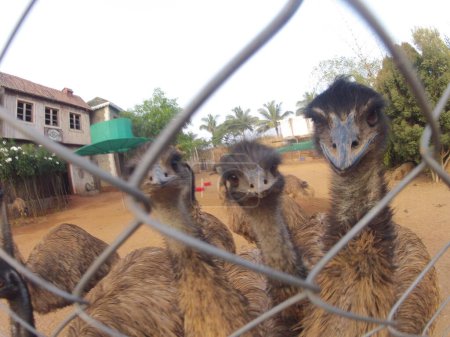 Emu pájaro en el foarm la India