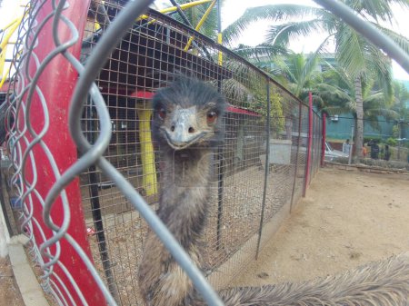 Emu Bird in the foarm India