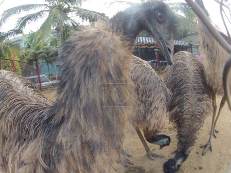 Emu Bird im Foarm Indien