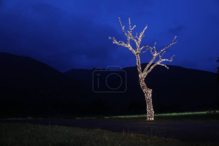 Dry Tree decorating with Lights