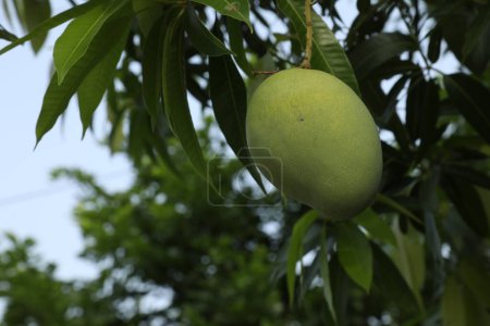 Grüne Mangos auf einem Baum
