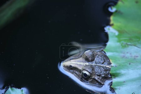 Photo for Frog in the water - Royalty Free Image
