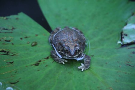 Photo for Frog in the water - Royalty Free Image