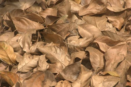 Dry Leaves on a Road