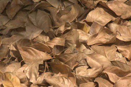 Dry Leaves on a Road
