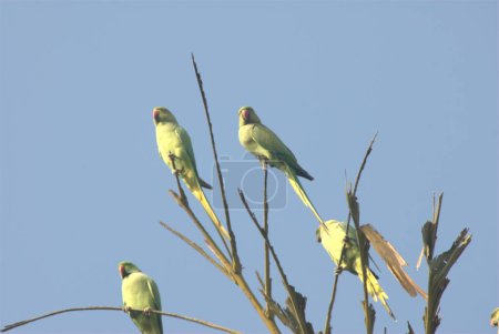 Green Parrots on the Tree