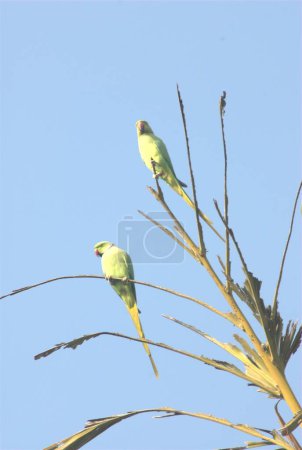 Green Parrots on the Tree
