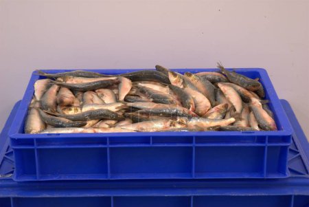 Fish Counter in a Market