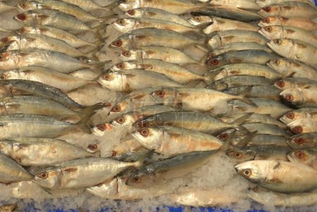 Fish Counter in a Market