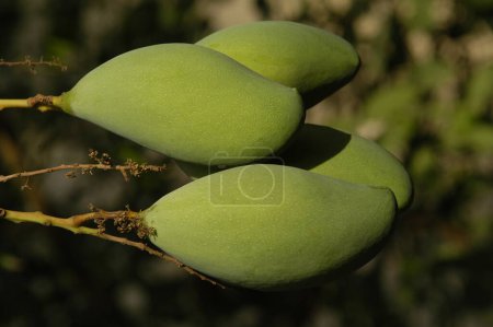 Green Mangoes on a Tree