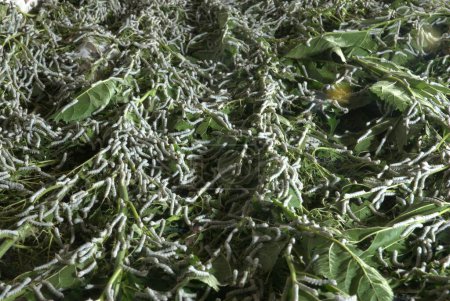 Gusanos de seda comiendo hojas de morera Hyderabad España