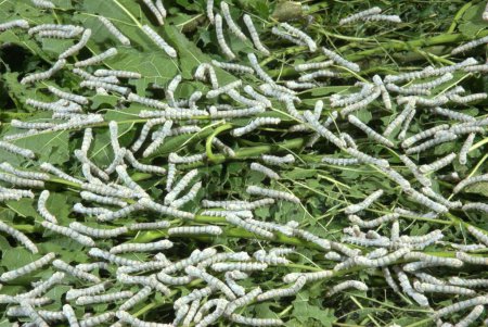 Seidenwürmer fressen Maulbeerblätter Hyderabad Indien