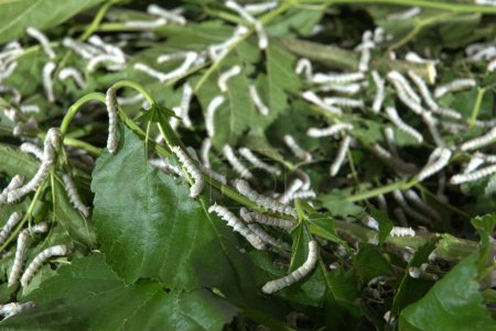 Silk Worms Eating Mulberry Leaves Hyderabad India
