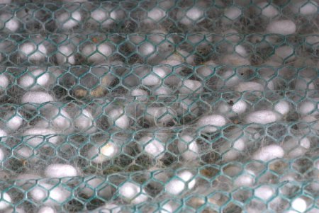 process of cocoons in silk foarm