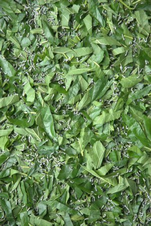 Vers à soie mangeant des feuilles de mûrier Hyderabad Inde