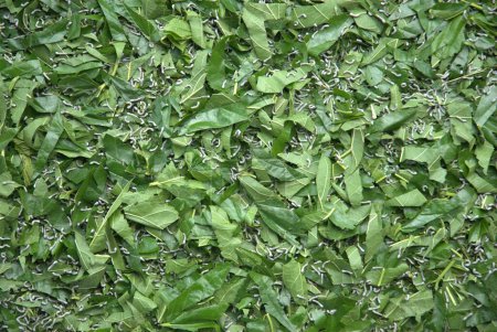 Vers à soie mangeant des feuilles de mûrier Hyderabad Inde