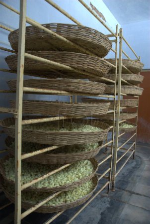 process of cocoons in silk foarm
