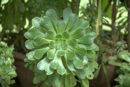 Indian Ayurveda Medicated Plant