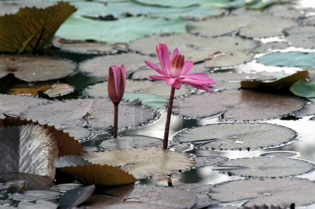 Estanque de flores de loto Kerala India