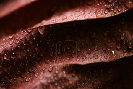 Water Drops on Indian Almond Leaf