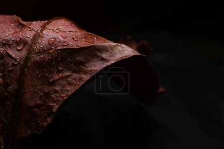 Water Drops on Indian Almond Leaf