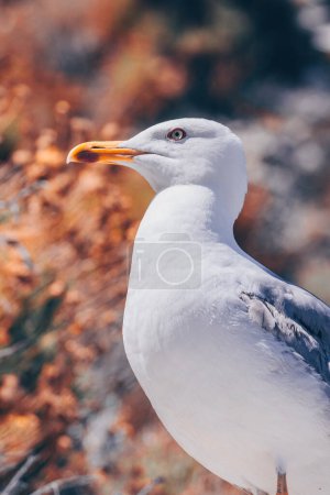 Seagull at Elba island - Tuscany - Italy