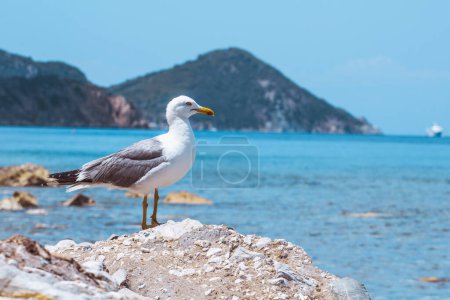 Möwe auf der Insel Elba - Toskana - Italien