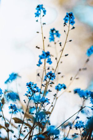 Photo for Blue forget-me-not flowers with bokeh - Royalty Free Image